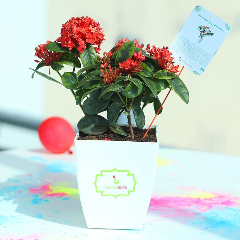 Send Gujiya with Ixora Plant Online