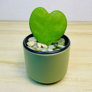 Sweetheart Hoya Plant in a Pastel Pot