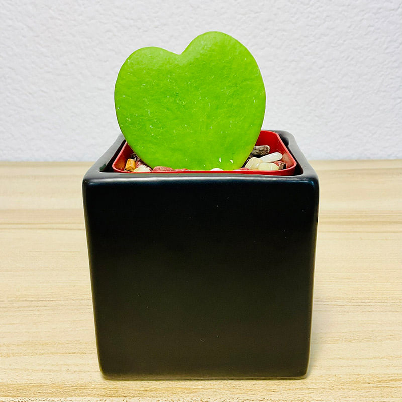 Sweetheart Hoya Plant In Black Square Pot
