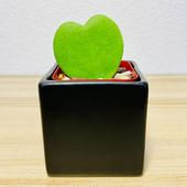 Sweetheart Hoya Plant In Black Square Pot