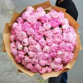 Sweet Harmony Of Peonies