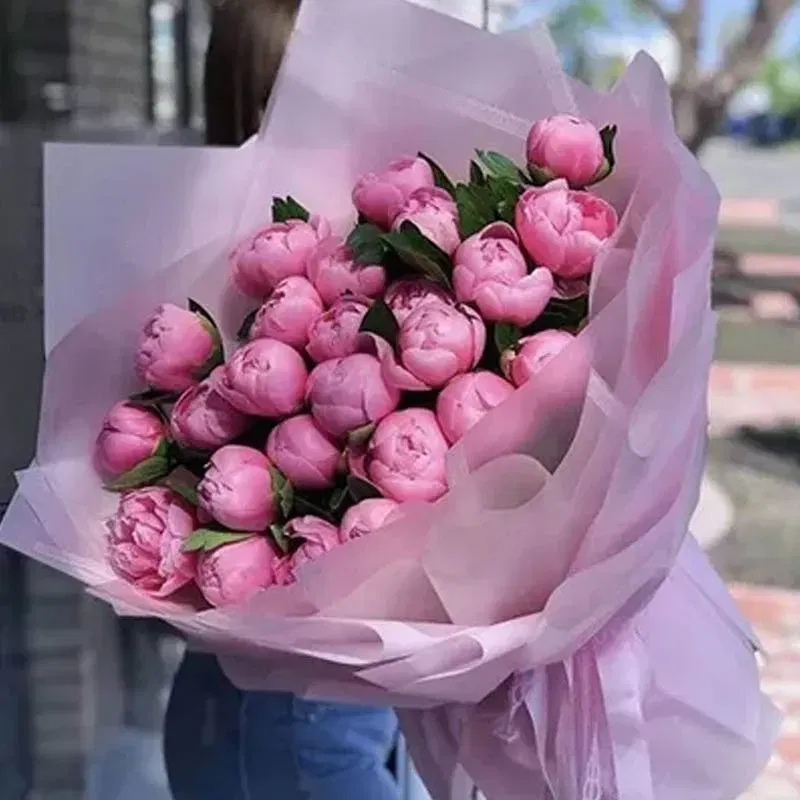 Tender Pink Peony Blooms