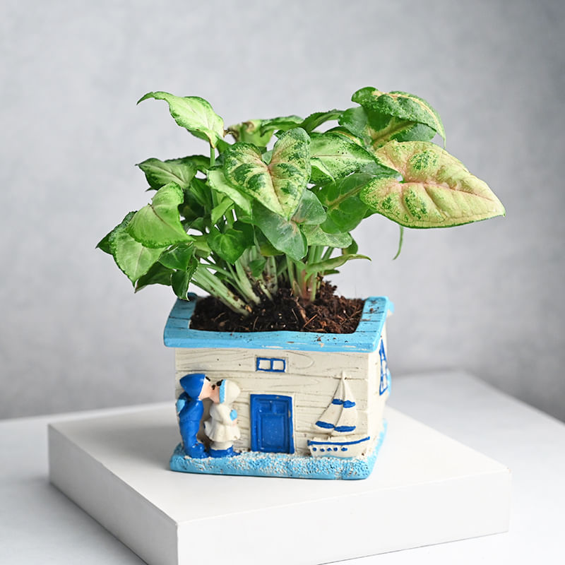 Syngonium Air Purifying Plant