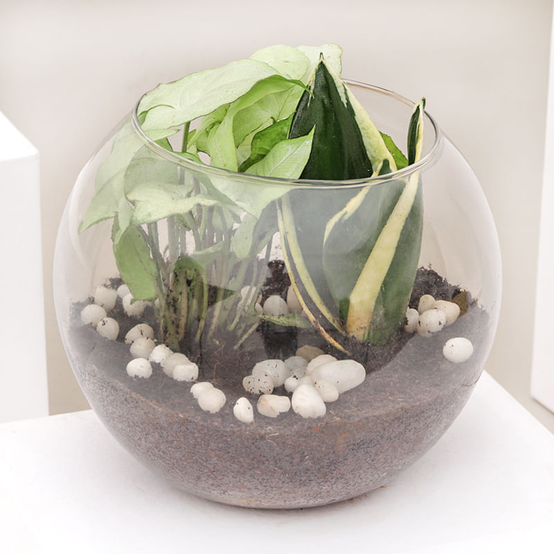 Syngonium And Sansevieria Snake Plant Terrarium