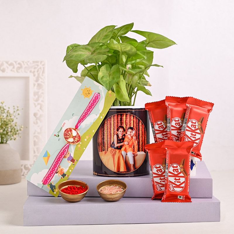 Syngonium Choco Rakhi Delight