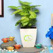 Syngonium Diya Fusion - Foliage Plant Indoors in Floweraura Chatura Vase with Set of 5 Diyas