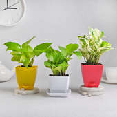 Syngonium Duo Money Combo - Good Luck and Foliage Plant Indoor in Blossom Vases
