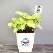 Syngonium Plant Bamboo for Father