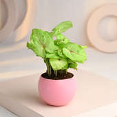 Syngonium Golden Plant With Pink Metal Pot Online 