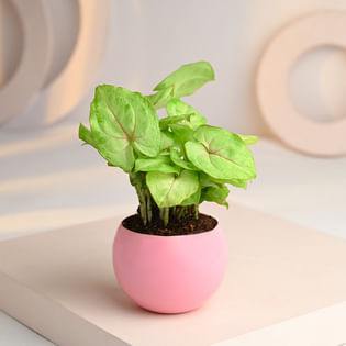Syngonium Golden Plant With Pink Metal Pot Online 