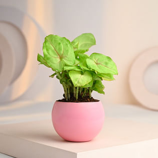 Buy Syngonium Golden Plant With Pink Metal Pot Online 