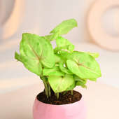Order Syngonium Golden Plant With Pink Metal Pot Online 