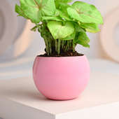 Send Syngonium Golden Plant With Pink Metal Pot Online 