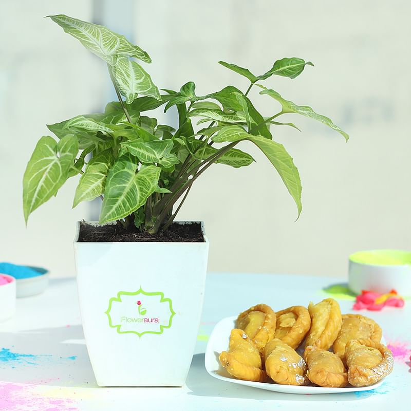 Gujiya with Syngonium Plant Holi Combo