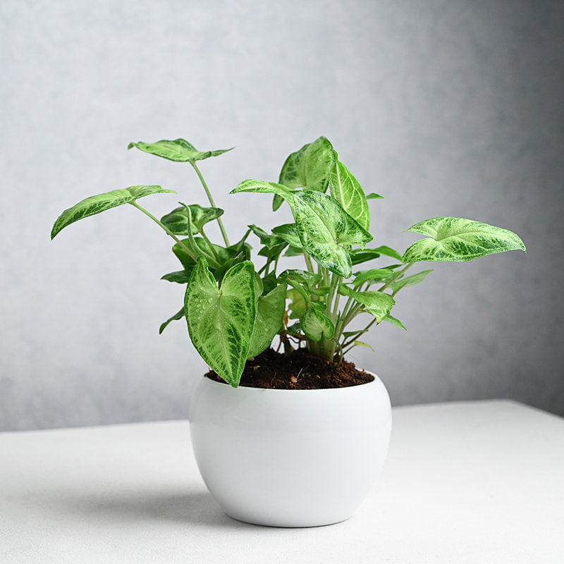 Syngonium in Classy Metal Pot Online 