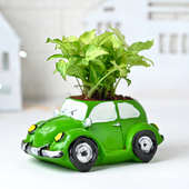 Syngonium in Green Car Pot