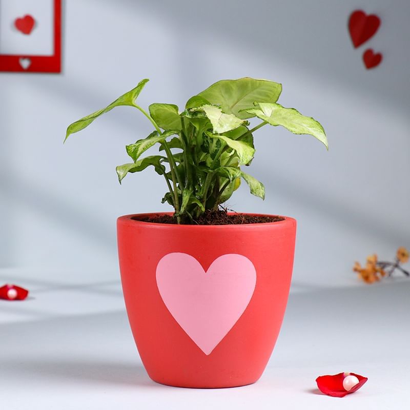 Syngonium In Red Love Pot