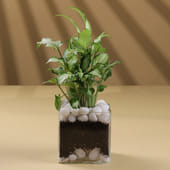 Syngonium in Square Glass Vase