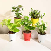 Syngonium, Jade, Pothos, And Money Plant Set