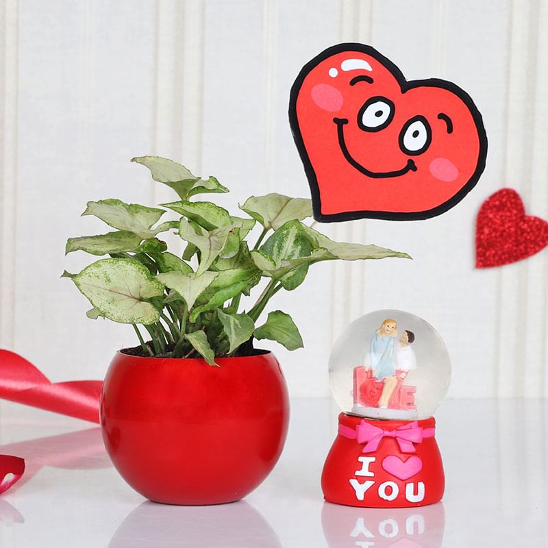 Valentines Special Gift - Syngonium Love Combo 