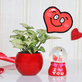 Valentines Special Gift - Syngonium Love Combo 