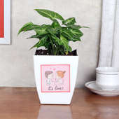 Syngonium Green Plant With Vase
