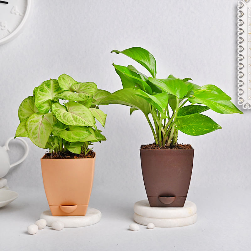 Syngonium Money Plant