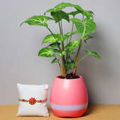Foliage Plant with 3 in 1 Musical Vase and Beautiful Fancy Rakhi