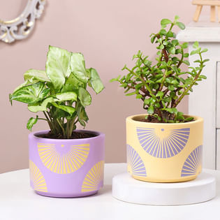 Syngonium N Jade Plants In Artistic Pots