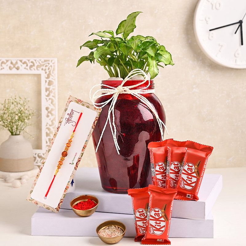 Syngonium N Kitkat With Rudraksha Rakhi