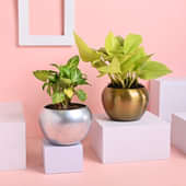 Syngonium N Money Plant In Metal Pot