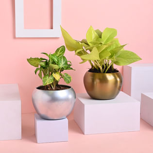 Syngonium N Money Plant In Metal Pot
