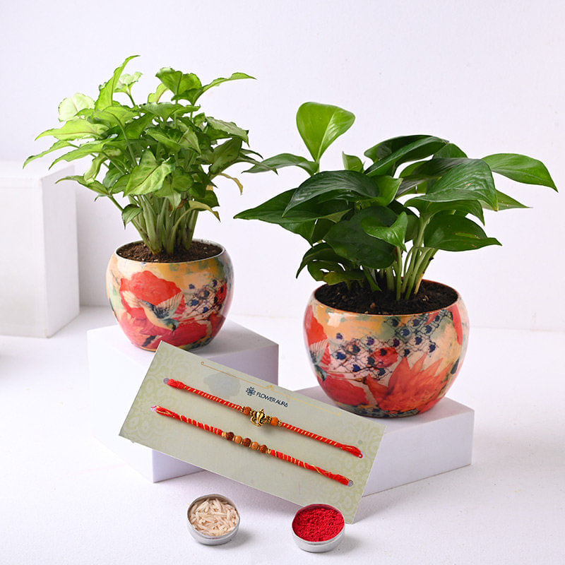 Syngonium N Money Plant With Two Designer Rakhis