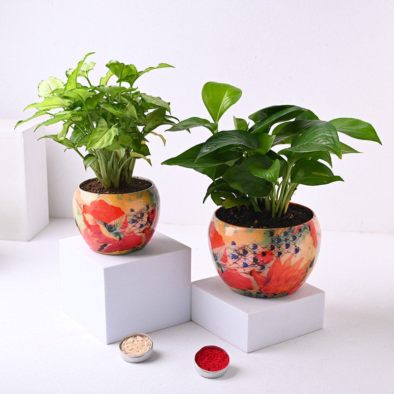 Product Image Video
