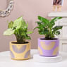 Syngonium N Peace Lily Plants In Pastel Pots