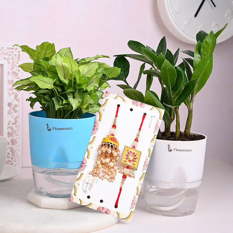 Buy Syngonium N Zamia Plant With Couple Rakhi Online