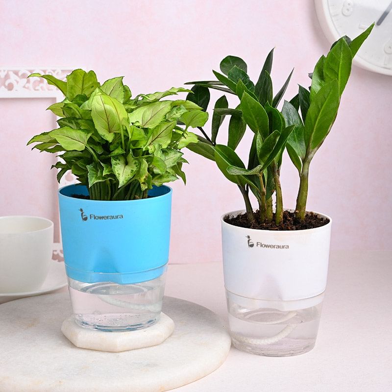 Syngonium N Zamia Plant With Couple Rakhi