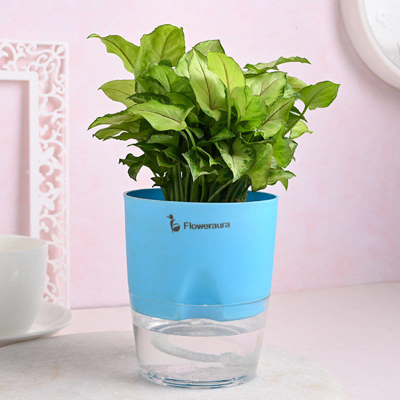 Syngonium N Zamia Plant With Couple Rakhi 