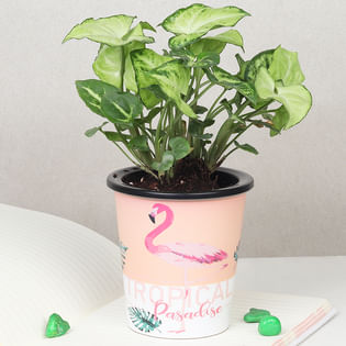 Syngonium Plant