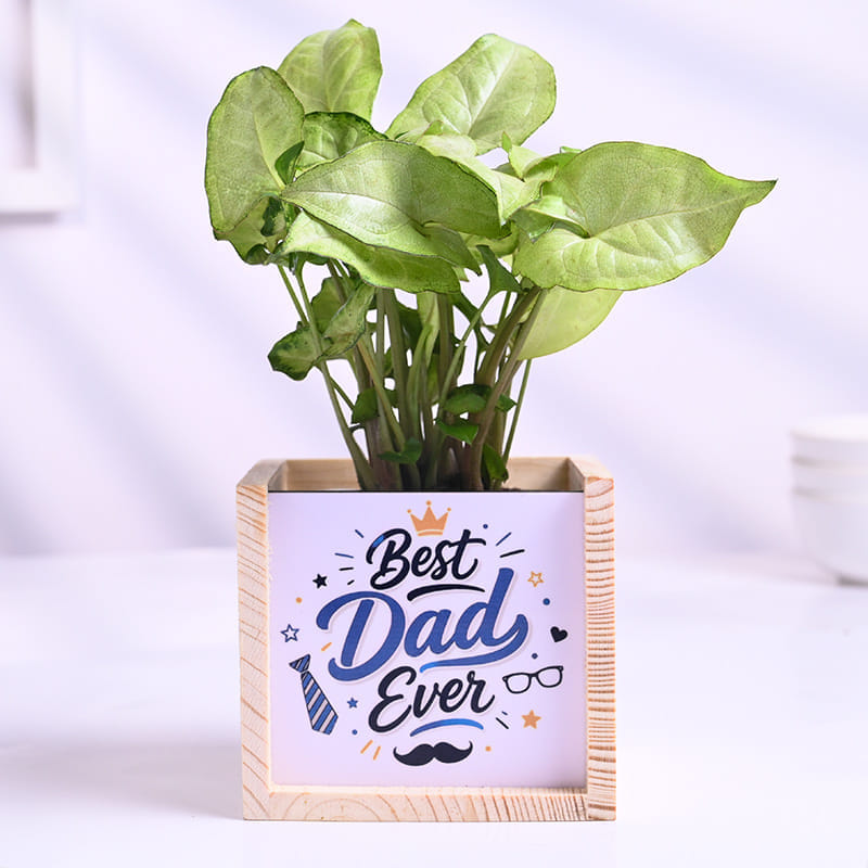 Syngonium Plant In Best Dad Pot