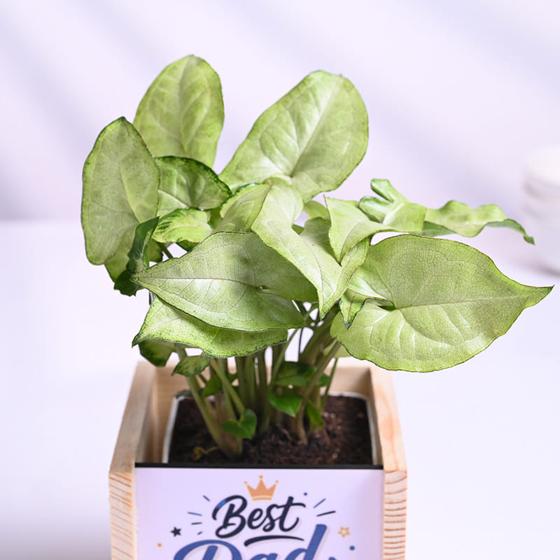 Syngonium Plant In Best Dad Pot