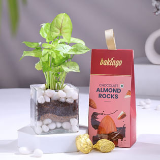 Syngonium Plant In Glass Pot With Almond Rocks