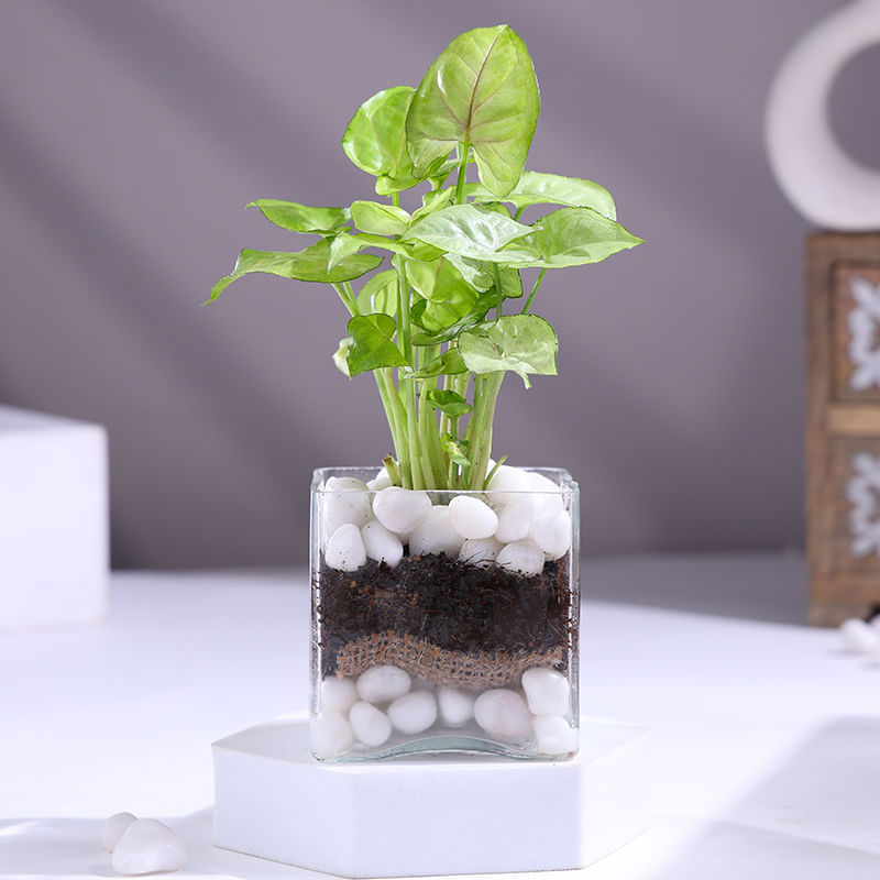 Product Image Video