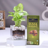 Syngonium Plant In Glass Pot With Chocolate