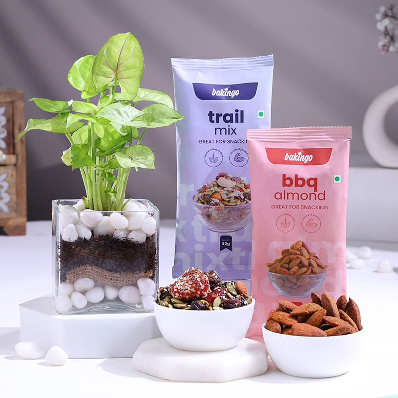 Syngonium Plant In Glass Pot With Nuts Mix