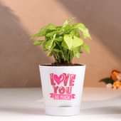 Syngonium Plant In Love You So Much White Pot