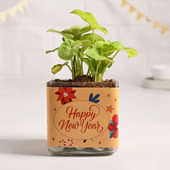 Syngonium Plant In New Year Glass Pot