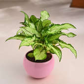 Syngonium Plant In Pink Orchid Pot