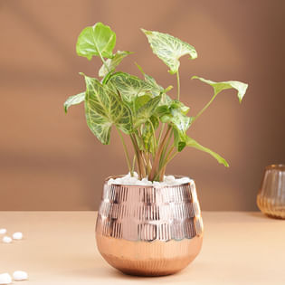 Syngonium Plant In Rose Gold Metal Pot