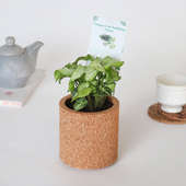 Syngonium Plant In Round Vase: Foliage
